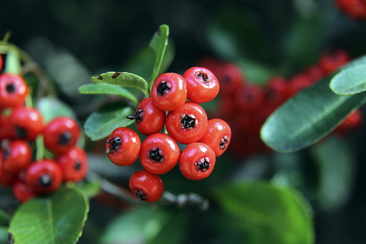 攻能力领域 攻能力领域