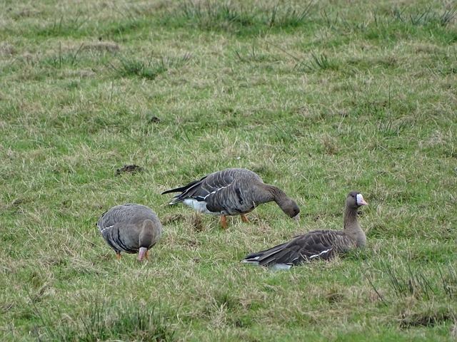 這些足球巨 這些足球巨