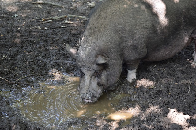 本賽季霍伊 本賽季霍伊