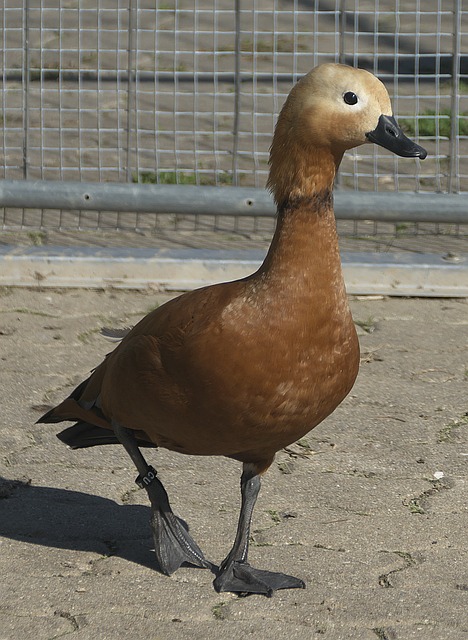 投资与贸易